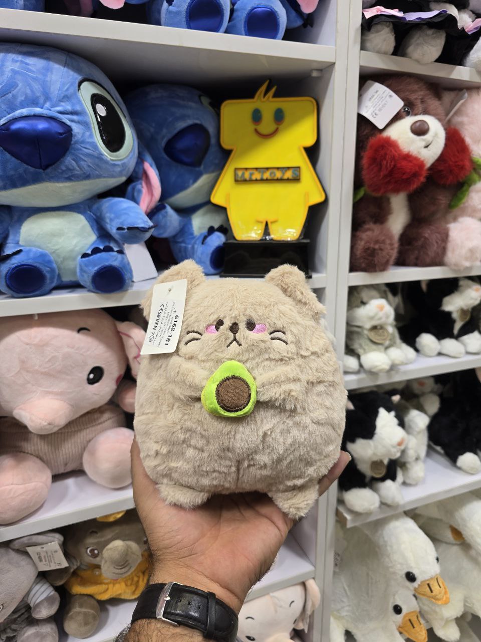 گربه آووکادو ب دست